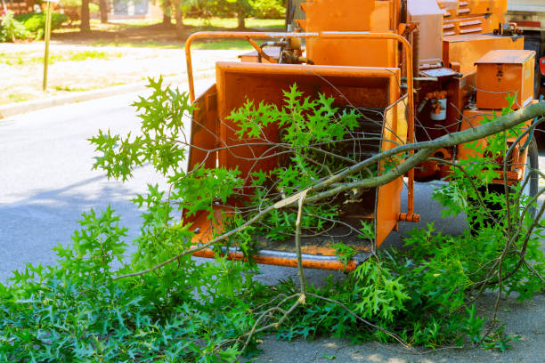  Terrell Hills, TX Tree Services Pros