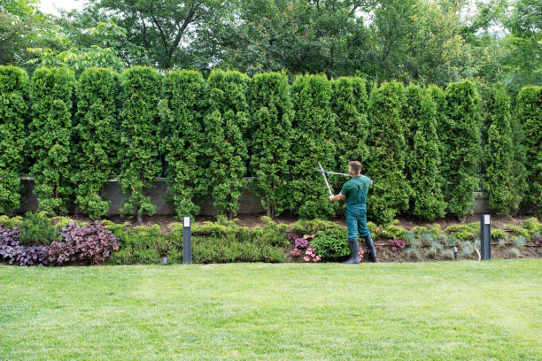 Best Lawn Maintenance Plans  in Terrell Hills, TX