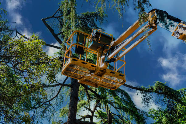 Terrell Hills, TX Tree Services Company