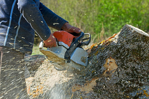 Best Tree Trimming and Pruning  in Terrell Hills, TX